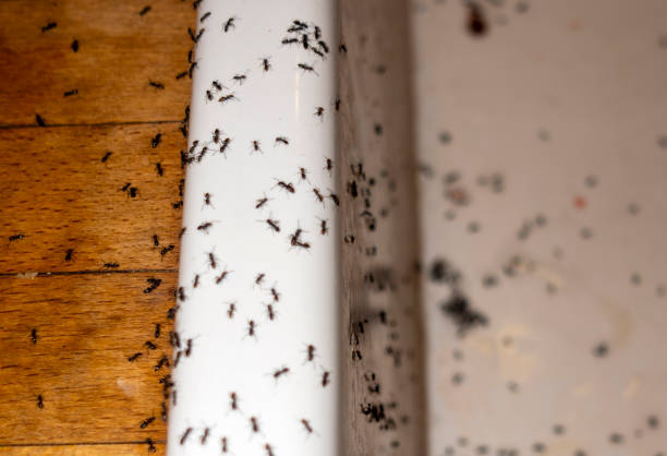 Best Best Pest Control Companies  in Snow Hill, NC